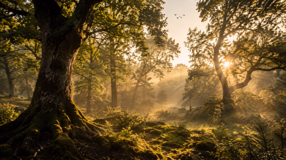 Ancient moss-covered trees illuminated by warm morning sunlight in a peaceful forest